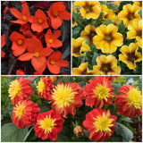 The Waterloo Sunset Pot Collection | Petunia, Dahlia & Begonia Annual Bedding