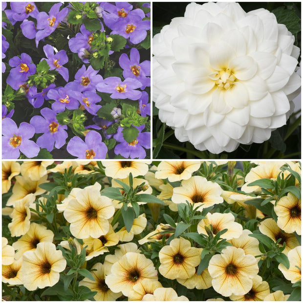 The Summer Serenity Pot | Petunia, Bacopa & Dahlia Annual Bedding