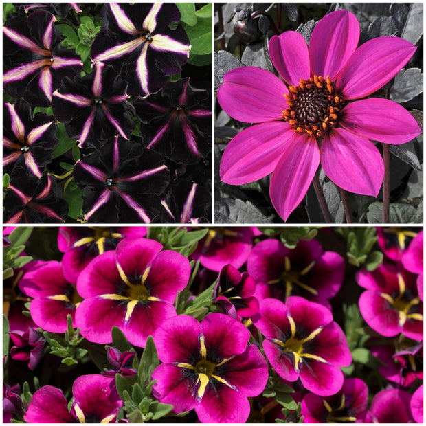 The Dark Side of the Moon Collection for Baskets and Pots | Calibrachoa, Petunia & Dahlia Annual Bedding