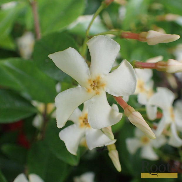 90cm Chinese Jasmine | Trachelospermum 'Asiaticum' | 3L Pot Climbing Plants