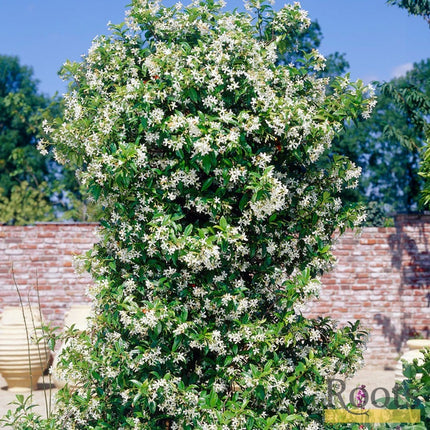 90cm Chinese Jasmine | Trachelospermum 'Asiaticum' | 3L Pot Climbing Plants