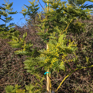 Golden Mimosa Tree | Acacia dealbata Ornamental Trees
