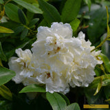 Rosa Banksiae 'Alba Plena' | Rambling Rose | On a 90cm Cane in a 3L Pot Climbing Plants