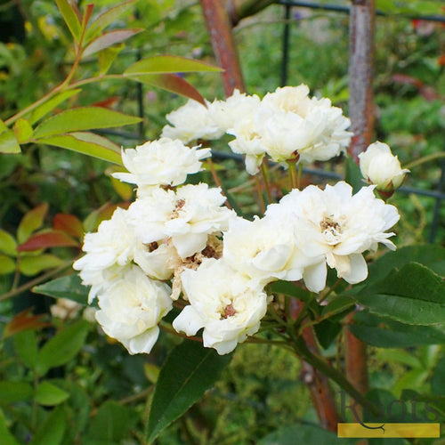 Rosa Banksiae 'Alba Plena' | Rambling Rose | On a 90cm Cane in a 3L Pot Climbing Plants