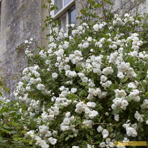 Rosa Banksiae 'Alba Plena' | Rambling Rose | On a 90cm Cane in a 3L Pot Climbing Plants