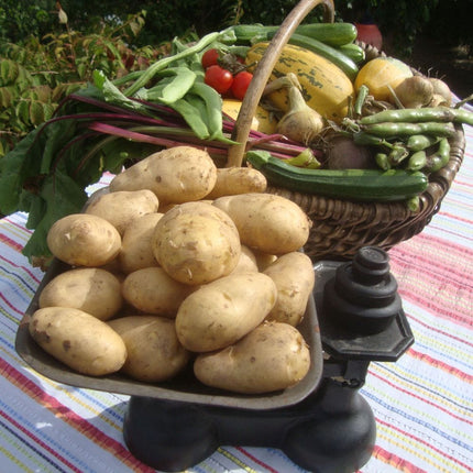 'Arran Pilot' First Early Seed Potatoes Vegetables