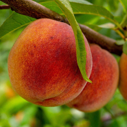 Avalon Pride Peach Tree Fruit Trees