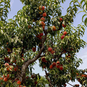 Avalon Pride Peach Tree Fruit Trees
