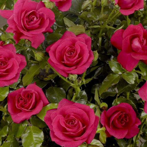 Palace Avila' Patio Shrub Rose Shrubs