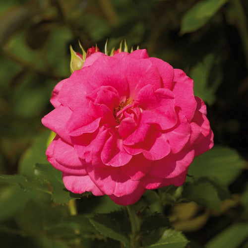 Truly Loved' Floribunda Rose Shrubs