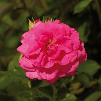 Truly Loved' Floribunda Rose Shrubs