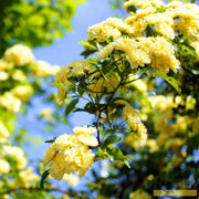 Rosa Banksiae 'Lutea' | Rambling Rose | On a 90cm Cane in a 3L Pot Climbing Plants