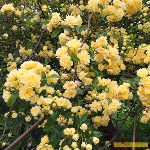 Rosa Banksiae 'Lutea' | Rambling Rose | On a 90cm Cane in a 3L Pot Climbing Plants