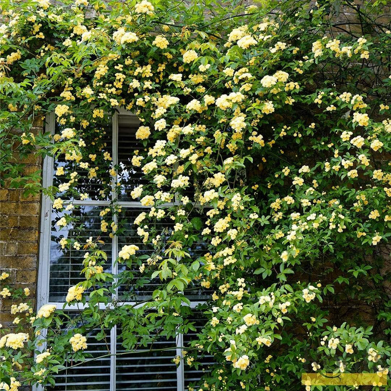 Rosa Banksiae 'Lutea' | Rambling Rose | On a 90cm Cane in a 3L Pot Climbing Plants