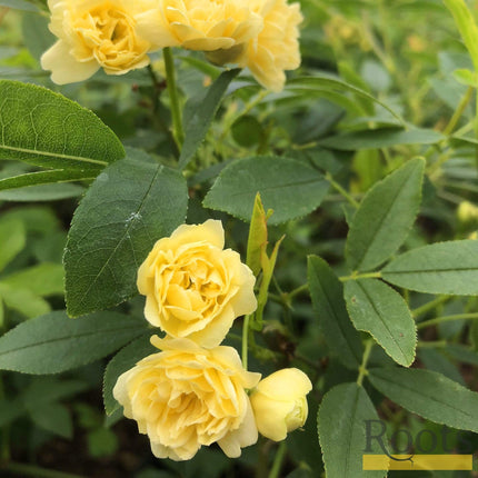 Rosa Banksiae 'Lutea' | Rambling Rose | On a 90cm Cane in a 3L Pot Climbing Plants