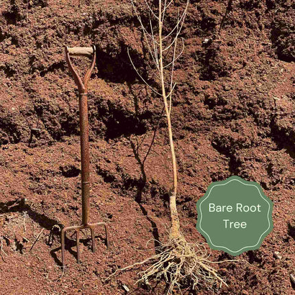 ‘Discovery' Semi-Dwarf Apple Tree Fruit Trees
