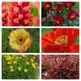 9 Red Yellow & Orange Perennial Plants | Flower, Foliage and Height Perennial Bedding