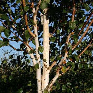 Himalayan Birch Tree | Betula Utilis Jacquemontii Ornamental Trees