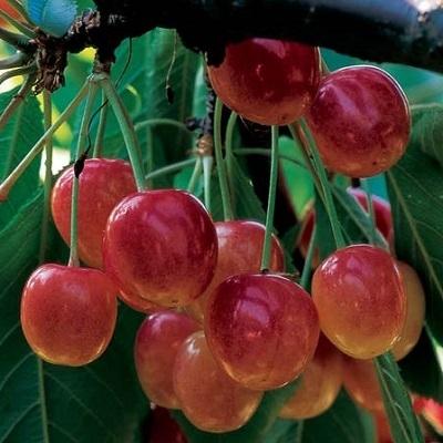 Bigarreau Napoleon' Cherry Tree Fruit Trees