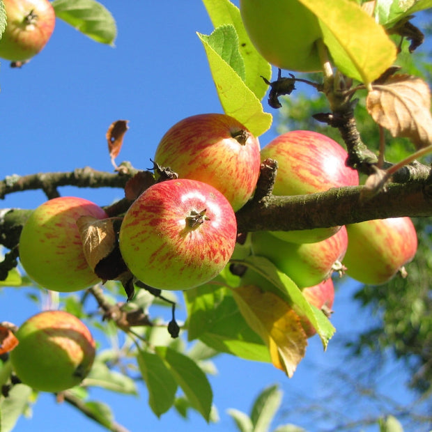 Bountiful' Apple Tree Fruit Trees