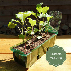 'Jade F1' Savoy Cabbage Plants Vegetables