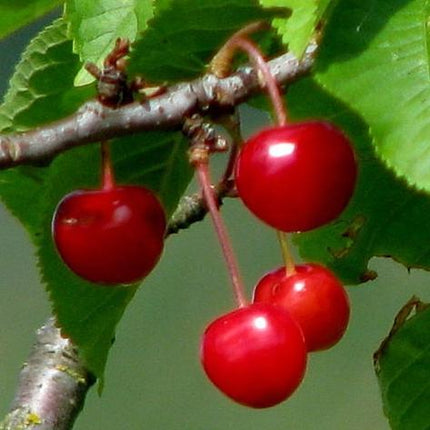 Burlat' Cherry Tree Fruit Trees