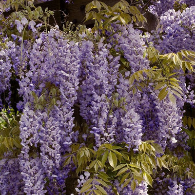 Wisteria Sinensis | Chinese Wisteria | On a 90cm Cane in a 3L Pot Climbing Plants