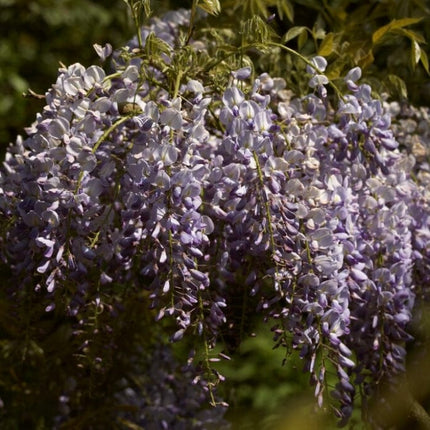 Wisteria Sinensis 'Prolific' | On a 90cm Cane in a 3L Pot Climbing Plants