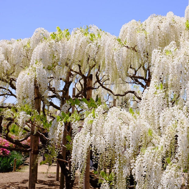 Wisteria Sinensis 'Alba' | On a 90cm Cane in a 3L Pot Climbing Plants