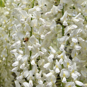 Wisteria Sinensis 'Alba' | On a 90cm Cane in a 3L Pot Climbing Plants