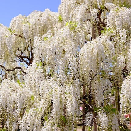 Wisteria Sinensis 'Alba' | On a 90cm Cane in a 3L Pot Climbing Plants