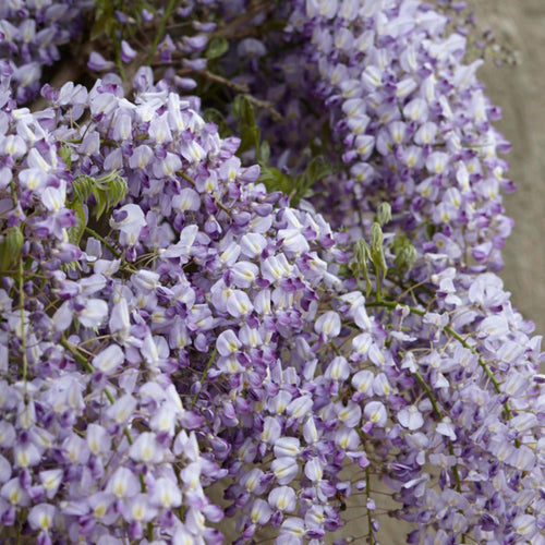 Wisteria Floribunda | On a 90cm Cane in a 3L Pot Climbing Plants