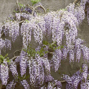 Wisteria Floribunda | On a 90cm Cane in a 3L Pot Climbing Plants