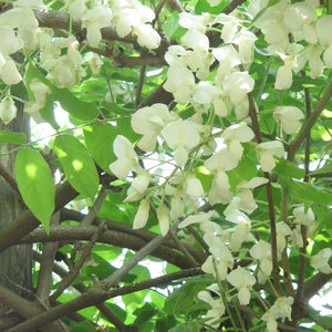 90cm Wisteria | 3L Pot Climbing Plants