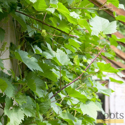 60cm Vitis 'Crimson Seedless' Outdoor Grape Vine | On a 90cm Cane in a 3L Pot Climbing Plants