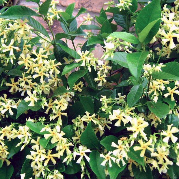 90cm Yellow Star Jasmine | Trachelospermum 'Star of Tuscany' | 3L Pot Climbing Plants
