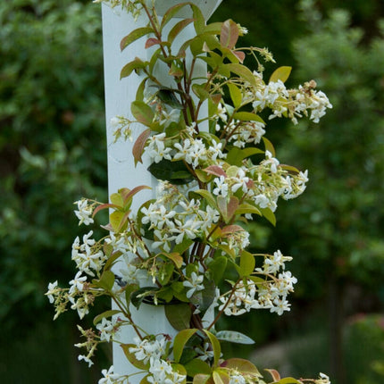 Star Jasmine | Trachelospermum jasminoides Climbing Plants