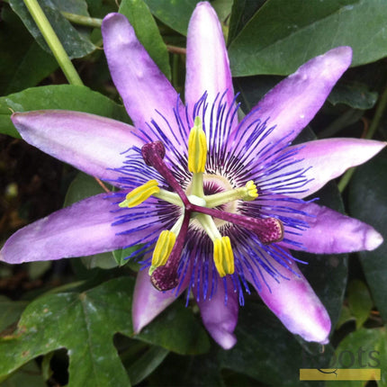 Passiflora 'Lavender Lady' | Passion Flower | On a 90cm Cane in a 3L Pot Climbing Plants