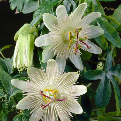 Passiflora 'Constance Elliott' | Passion Flower | On a 90cm Cane in a 3L Pot Climbing Plants