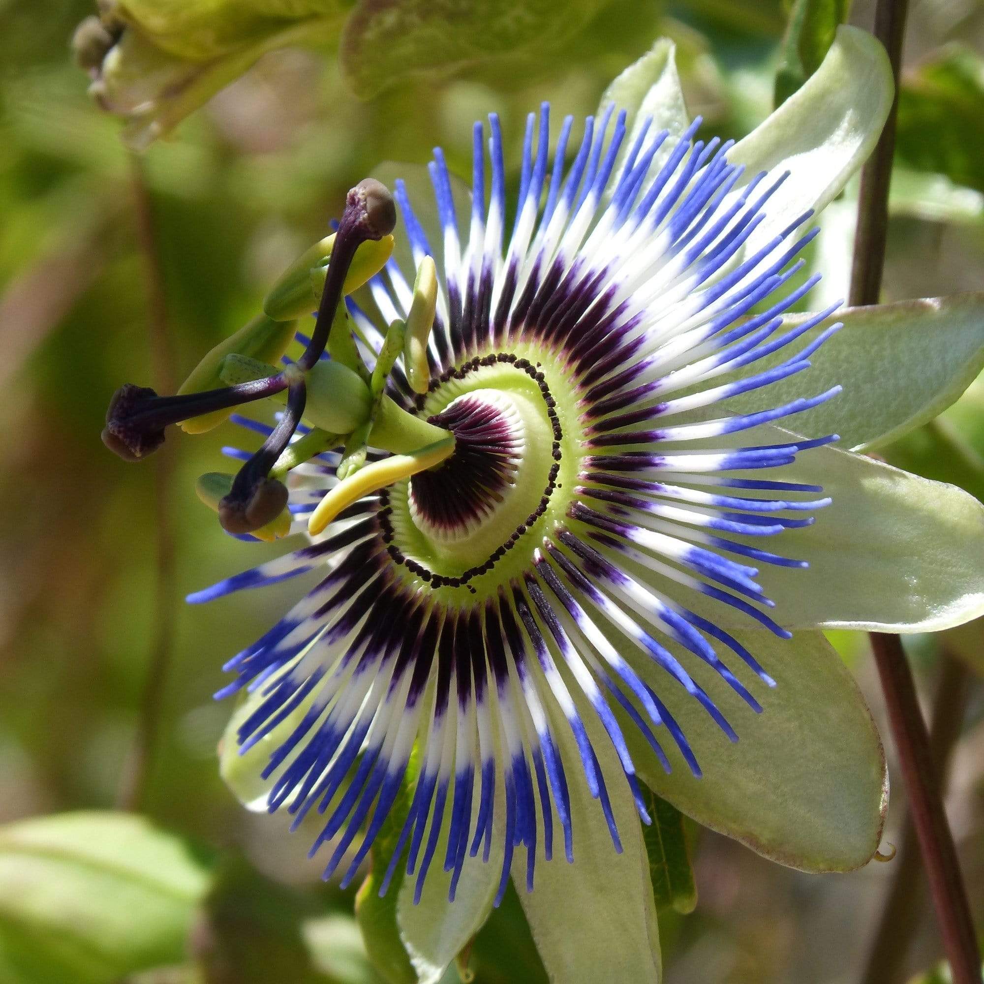 Blue Passion Flower | Passiflora caerulea