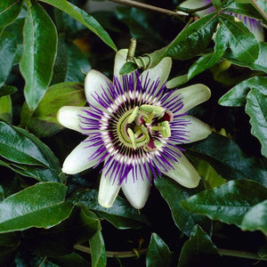 Passiflora 'Caerulea' | Passion Flower | On a 90cm Cane in a 3L Pot Climbing Plants