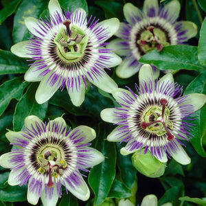 Passiflora 'Caerulea' | Passion Flower | On a 90cm Cane in a 3L Pot Climbing Plants