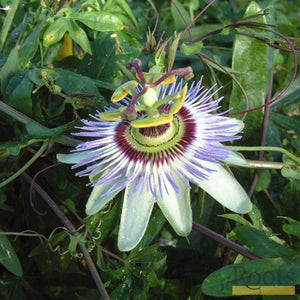 Passiflora 'Caerulea' | Passion Flower | On a 90cm Cane in a 3L Pot Climbing Plants