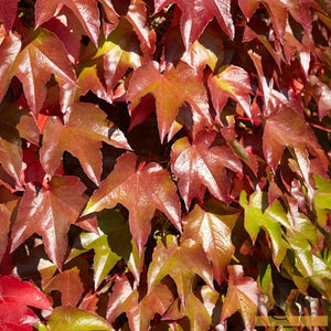 Parthenocissus 'Tricuspidata Veitchi' | Boston Ivy | On a 90cm Cane in a 3L Pot Climbing Plants