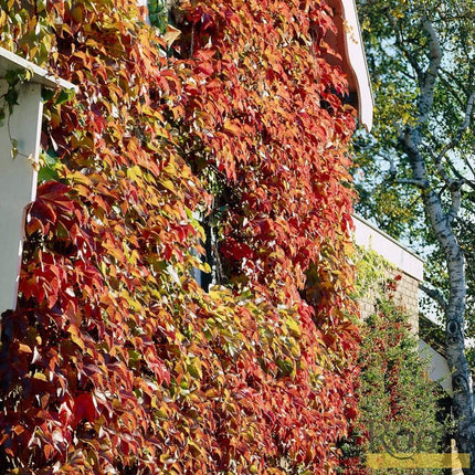 Parthenocissus 'Tricuspidata Veitchi' | Boston Ivy | On a 90cm Cane in a 3L Pot Climbing Plants