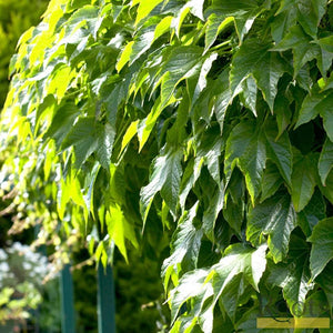 Parthenocissus 'Tricuspidata Veitchi' | Boston Ivy | On a 90cm Cane in a 3L Pot Climbing Plants