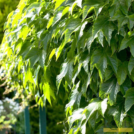 Parthenocissus 'Tricuspidata Veitchi' | Boston Ivy | On a 90cm Cane in a 3L Pot Climbing Plants