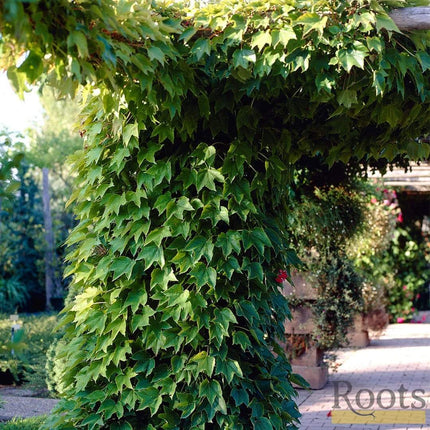 Parthenocissus 'Tricuspidata Veitchi' | Boston Ivy | On a 90cm Cane in a 3L Pot Climbing Plants