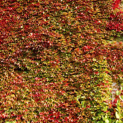 Boston Ivy | Parthenocissus tricuspidata 'Veitchi' Climbing Plants