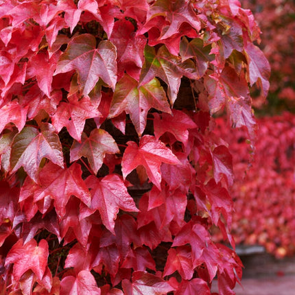 Boston Ivy | Parthenocissus tricuspidata 'Veitchi' Climbing Plants